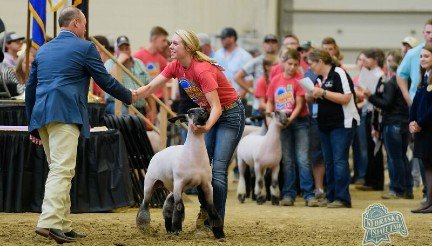 4-H SHEEP SHOW 192 1