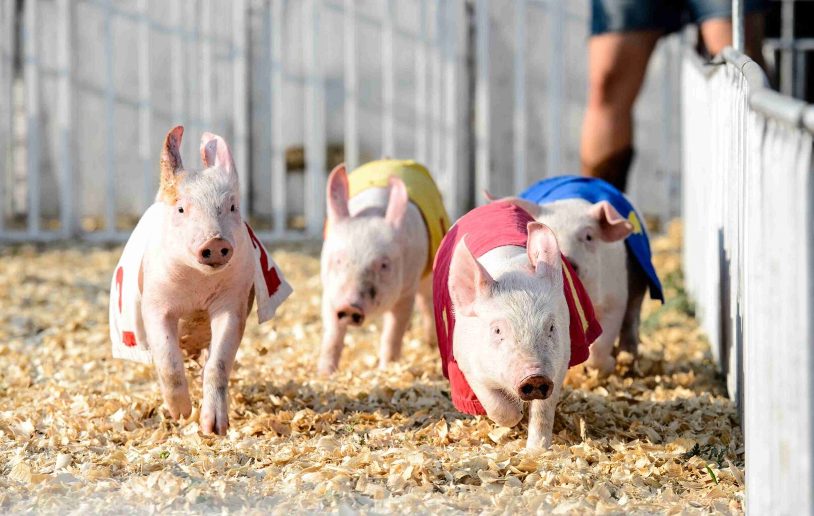 Hedrick's Racing Pigs