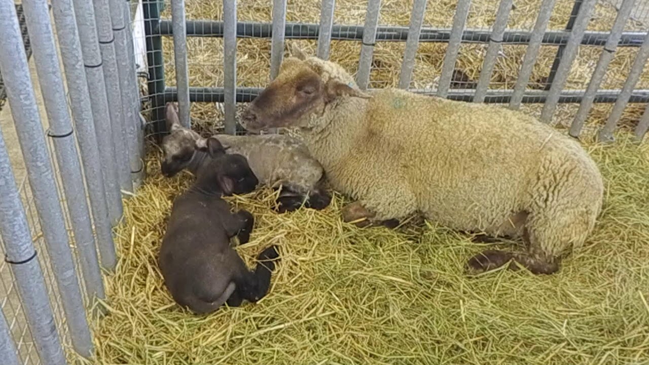 Nebraska State Fair and Tractor Supply Co. Form Birthing Pavilion