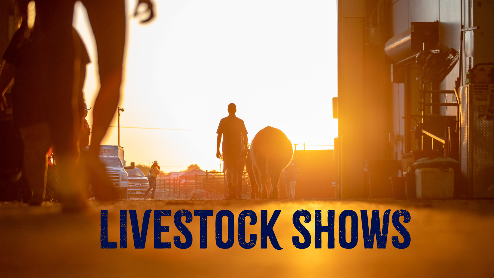 LivestockWPCover