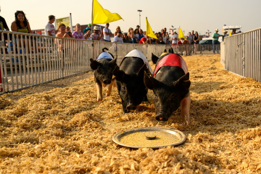 Pig Racing 4 1