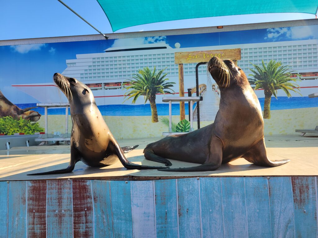 Sea Lion Splash 1 20231029 163844