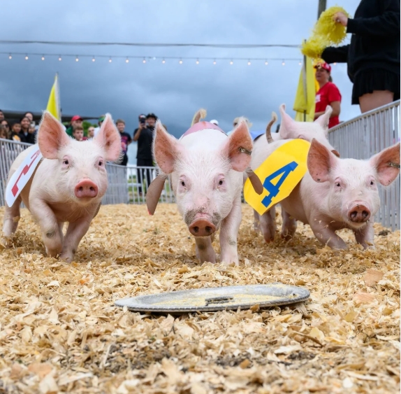 Hedrick’s Racing Pigs